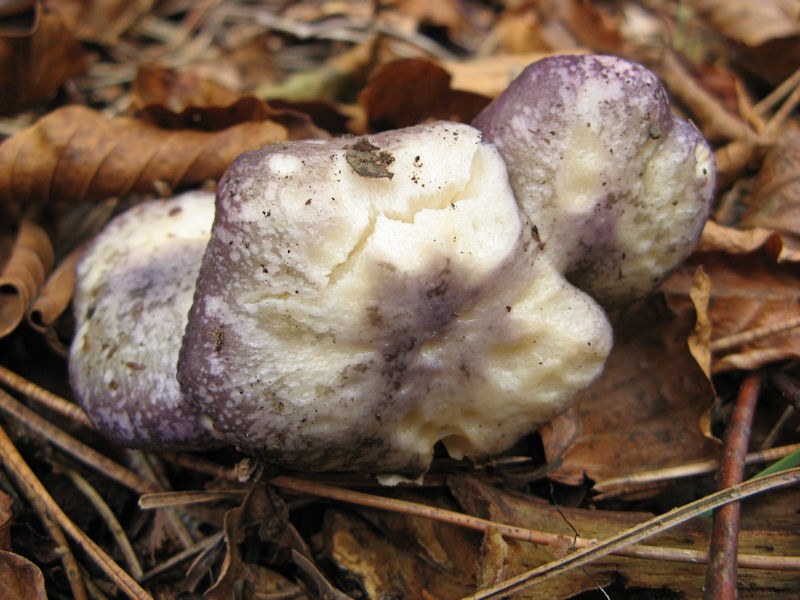 Russula
